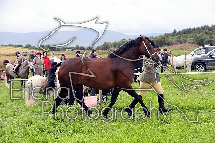 Carnwath2025Ring1156
