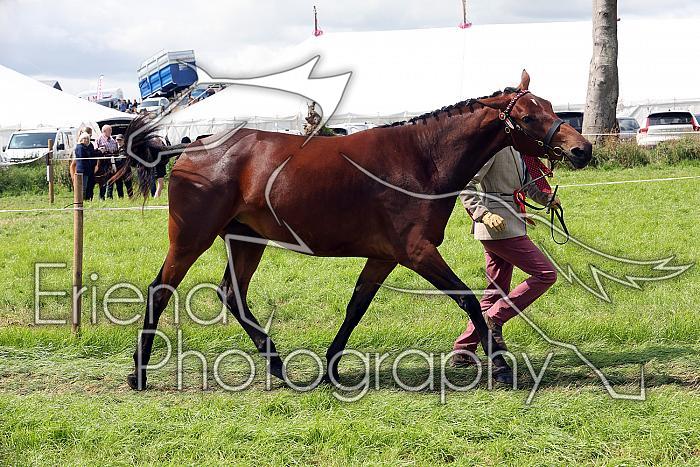 Carnwath2025Ring1554