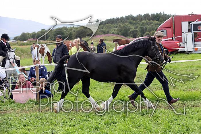 Carnwath2025Ring1584