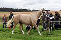 Carnwath2025Ring1078