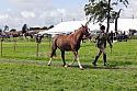 Carnwath2025Ring1452