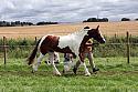 Carnwath2025Ring1467