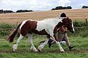 Carnwath2025Ring1484