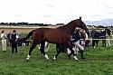 Carnwath2025Ring1519