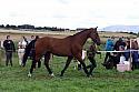 Carnwath2025Ring1525