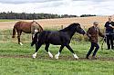 Carnwath2025Ring1580