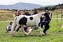 Carnwath2025Ring1612