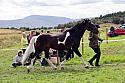 Carnwath2025Ring1620