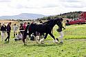 Carnwath2025Ring1628