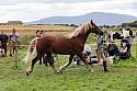 Carnwath2025Ring1702