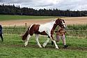 Carnwath2025Ring1731