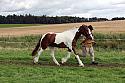 Carnwath2025Ring1732