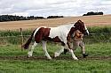 Carnwath2025Ring1733