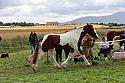 Carnwath2025Ring1736
