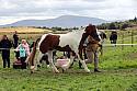 Carnwath2025Ring1737