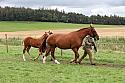 Carnwath2025Ring1771