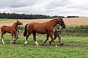 Carnwath2025Ring1772