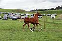 Carnwath2025Ring1780