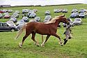Carnwath2025Ring1842