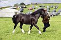 Carnwath2025Ring1938