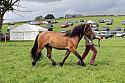 Carnwath2025Ring1943