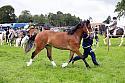 Carnwath2025Ring3184