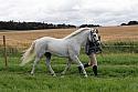 Carnwath2025Ring3251