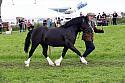 Carnwath2025Ring3481