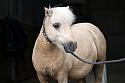 Donnelly1H5A6154137