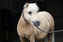 Donnelly1H5A6155138