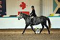Novice2226