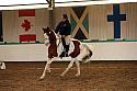 Novice1146