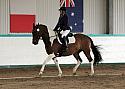 Novice 24010