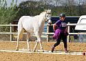 Class 6 - In-hand Novice