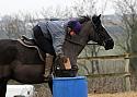 Class 2 - Novice Horse
