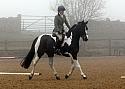 Rutland Riding Club Dressage 05-02-2017