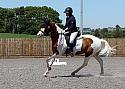 Novice231
