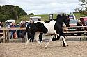 SKSeptRing2IH0642