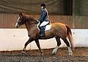 Novice95