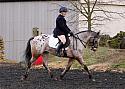 novice036